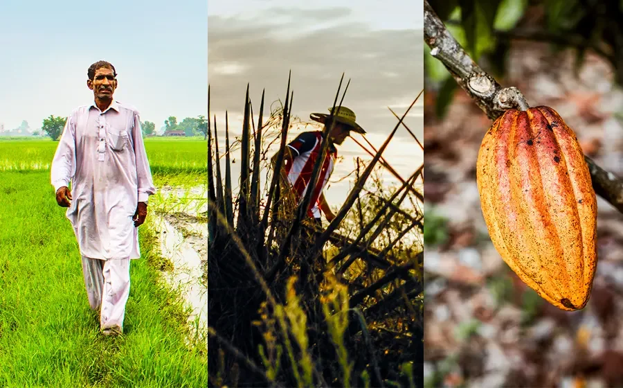 Organic, Non-GMO, Fair Trade Ingredients