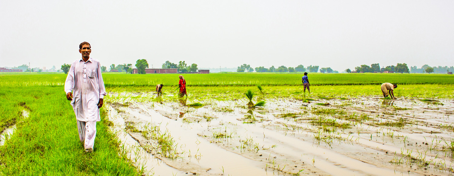pakistan rice farmers