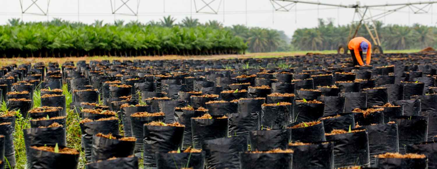 Organic RSPO Palm Oil New Capacity