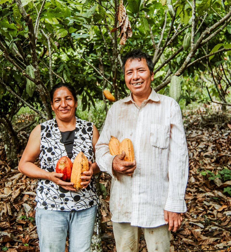 Organic cocoa family Peru