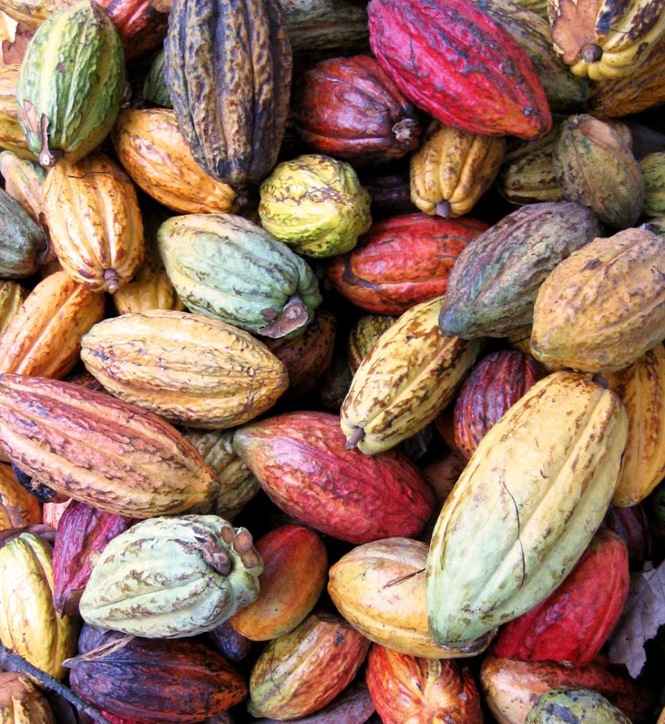 Organic cocoa pods Peru