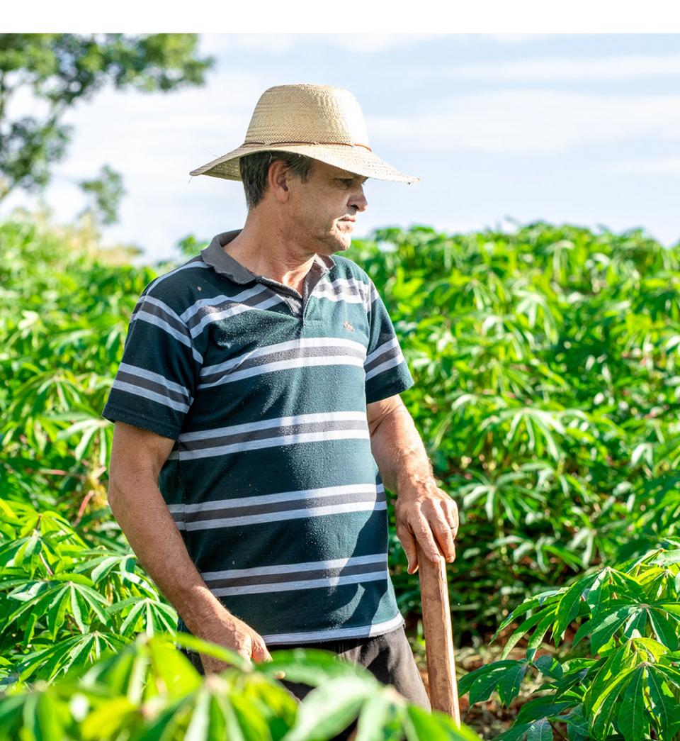 Organic cassava farmer Brazil