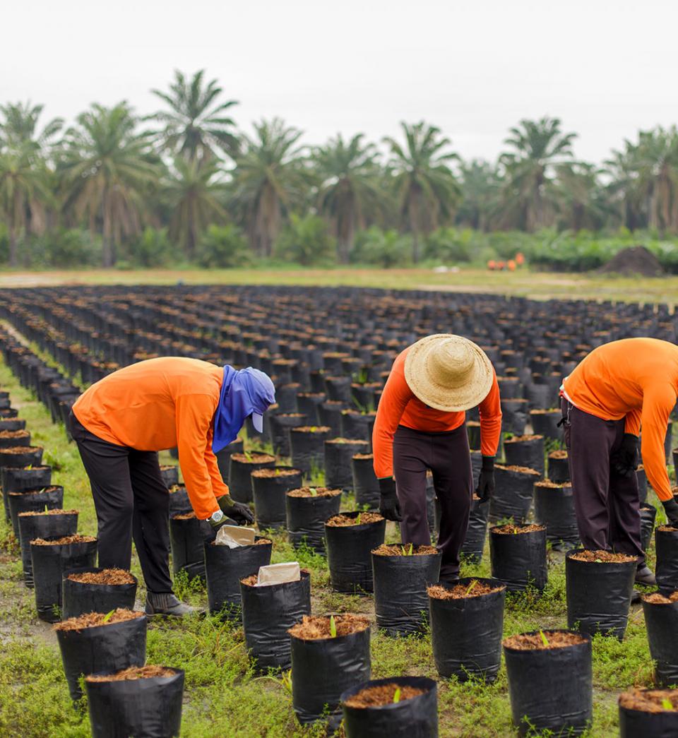 Organic palm oil plantation workers Brazil