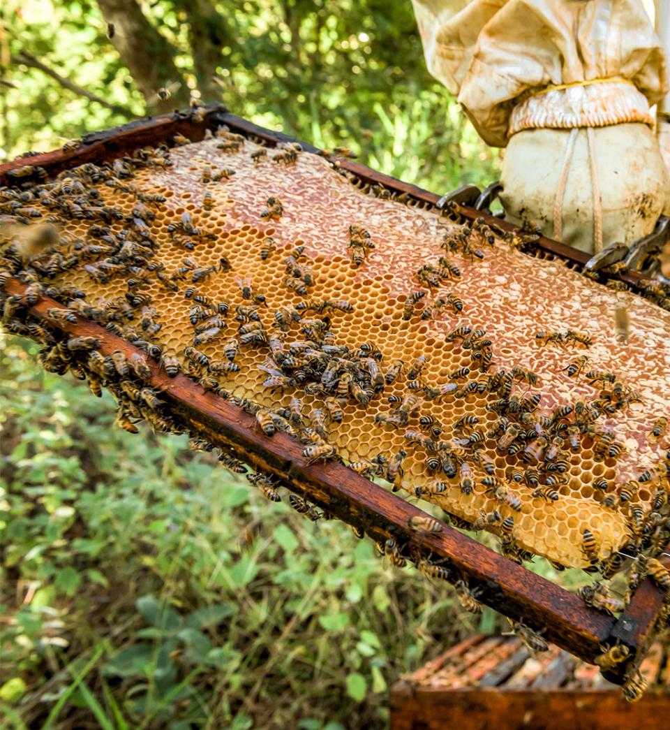 Organic honey bee hives
